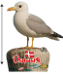 Magnet måge på sten Danmark